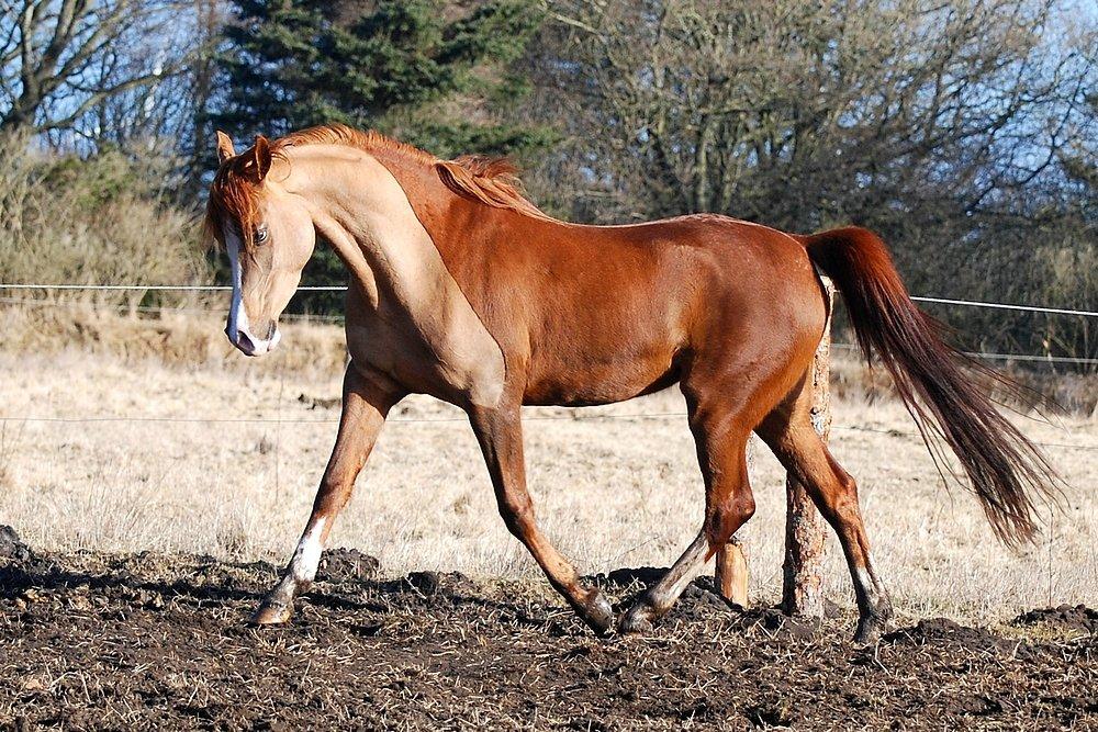 Arabisk fuldblod (OX) Itaya El Shaklan - Itaya 3 år. Den 3 Marts 2013 billede 33