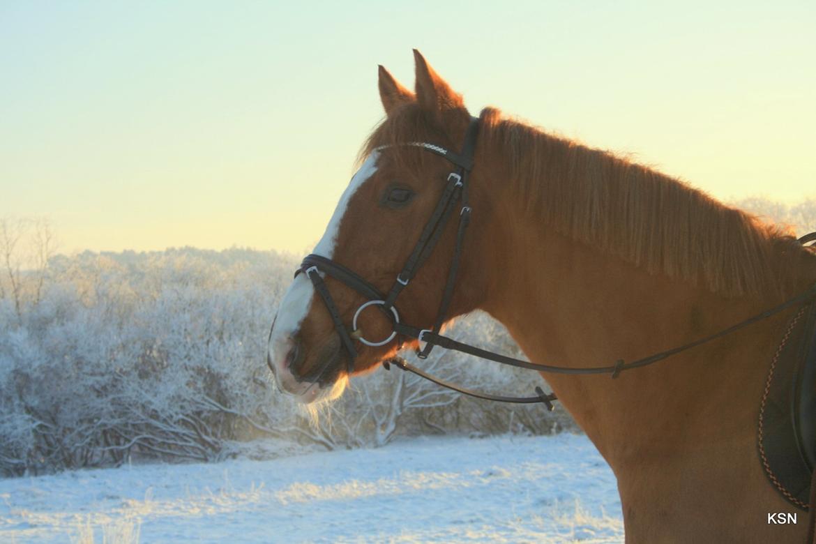 Anden særlig race Power *savnet* - Verdens smukkeste prins<3 billede 18