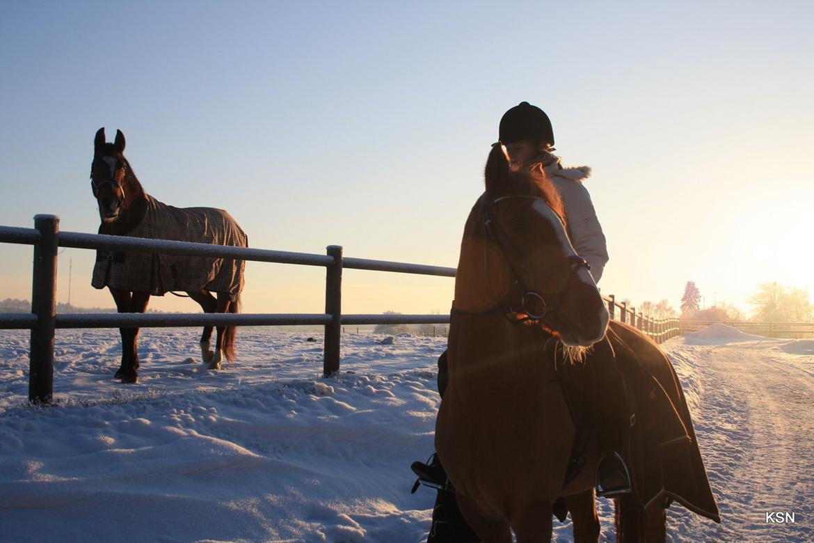 Anden særlig race Power *savnet* billede 19