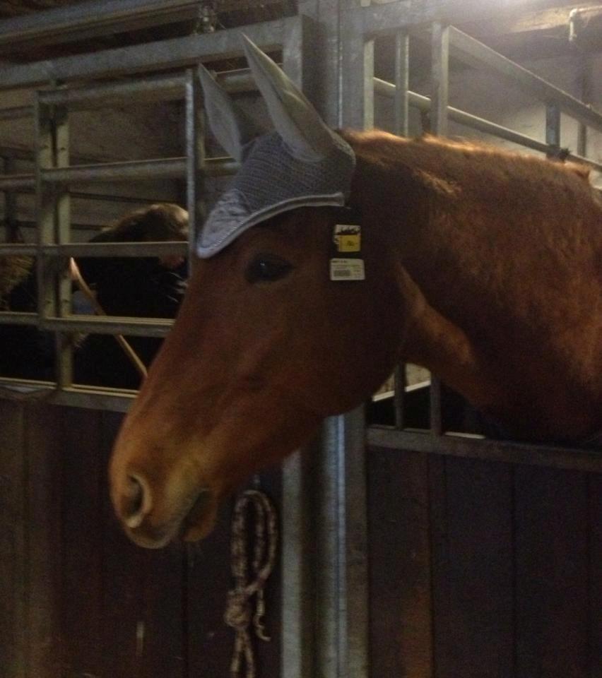 Tysk Oldenburger Immernenz (Bimmer) <3 billede 20