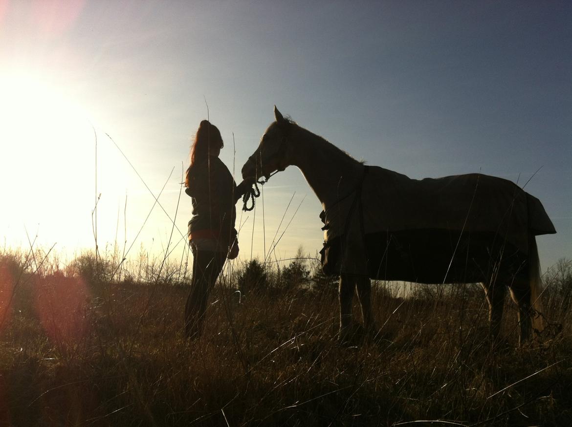 Arabisk fuldblod (OX) | Ramuz Asil OX - Sommer 2012 billede 6