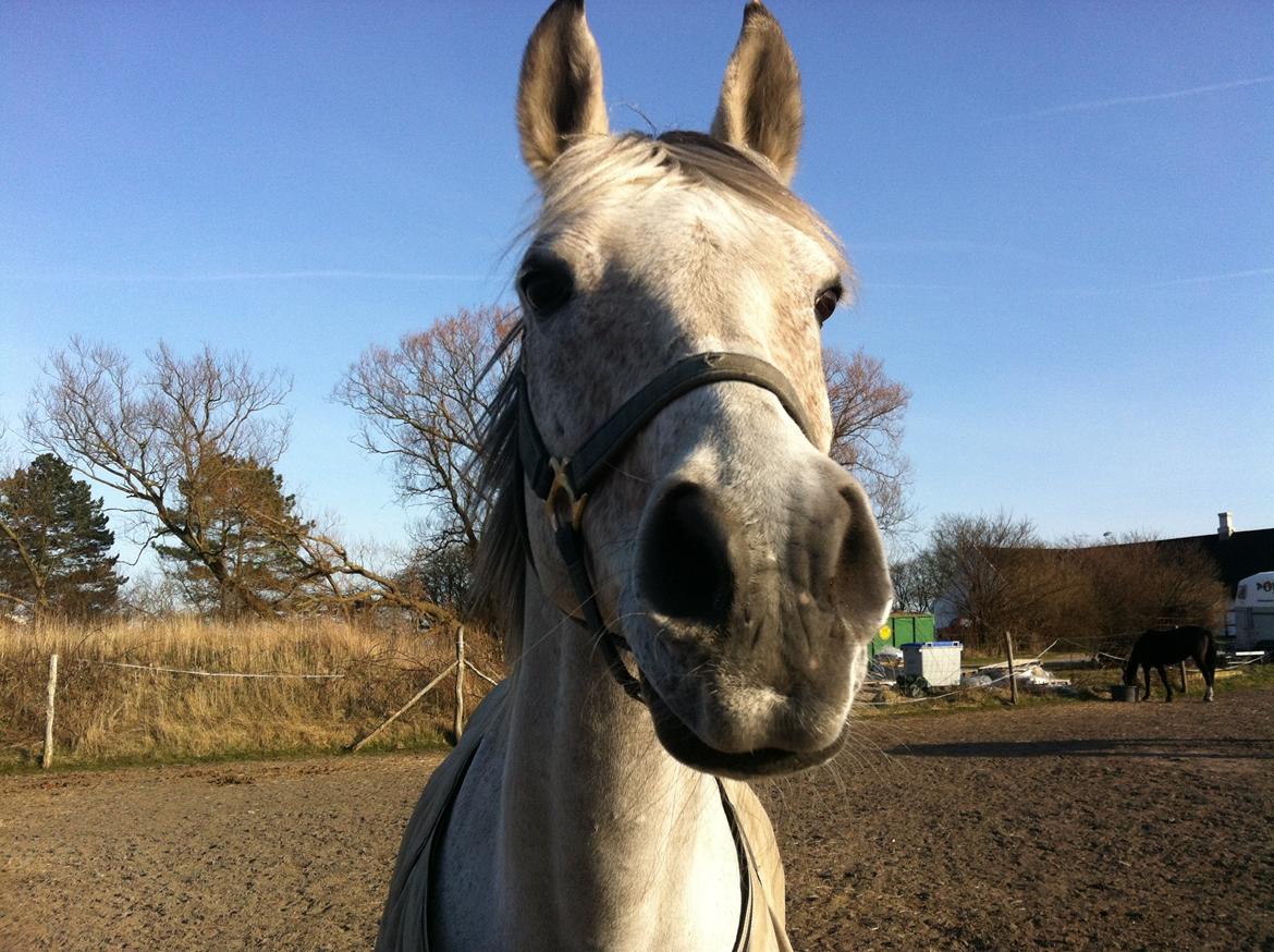 Arabisk fuldblod (OX) | Ramuz Asil OX - Efterår 2012 billede 18