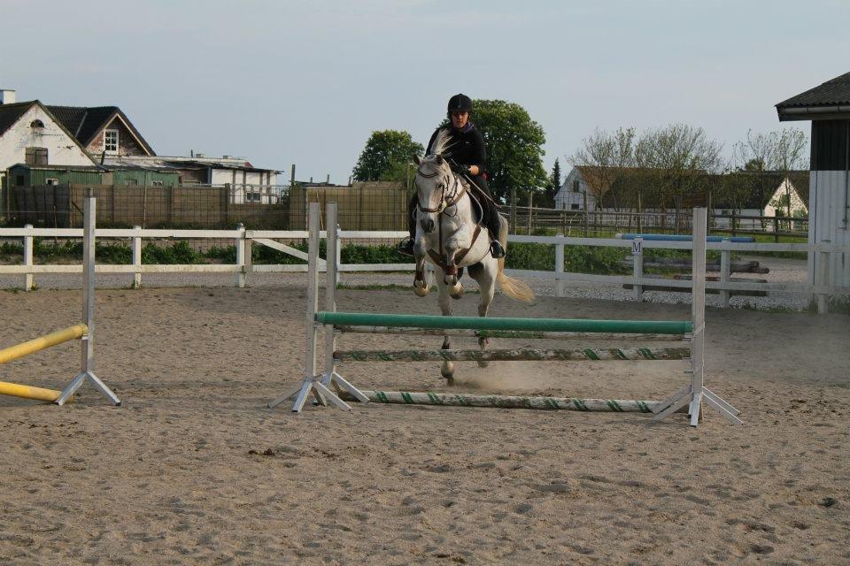 Arabisk fuldblod (OX) | Ramuz Asil OX - Sommer 2012 billede 19