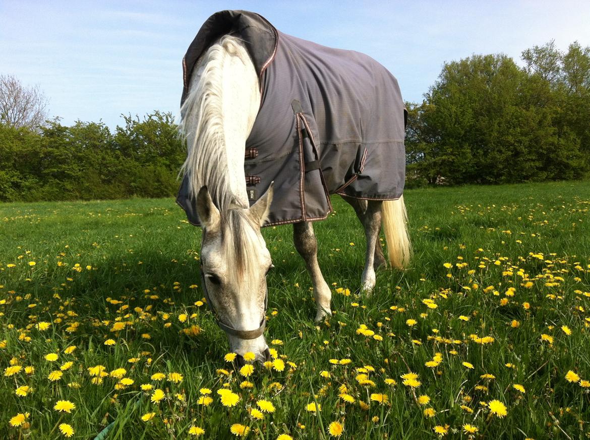Arabisk fuldblod (OX) | Ramuz Asil OX - Forår 2012 billede 20