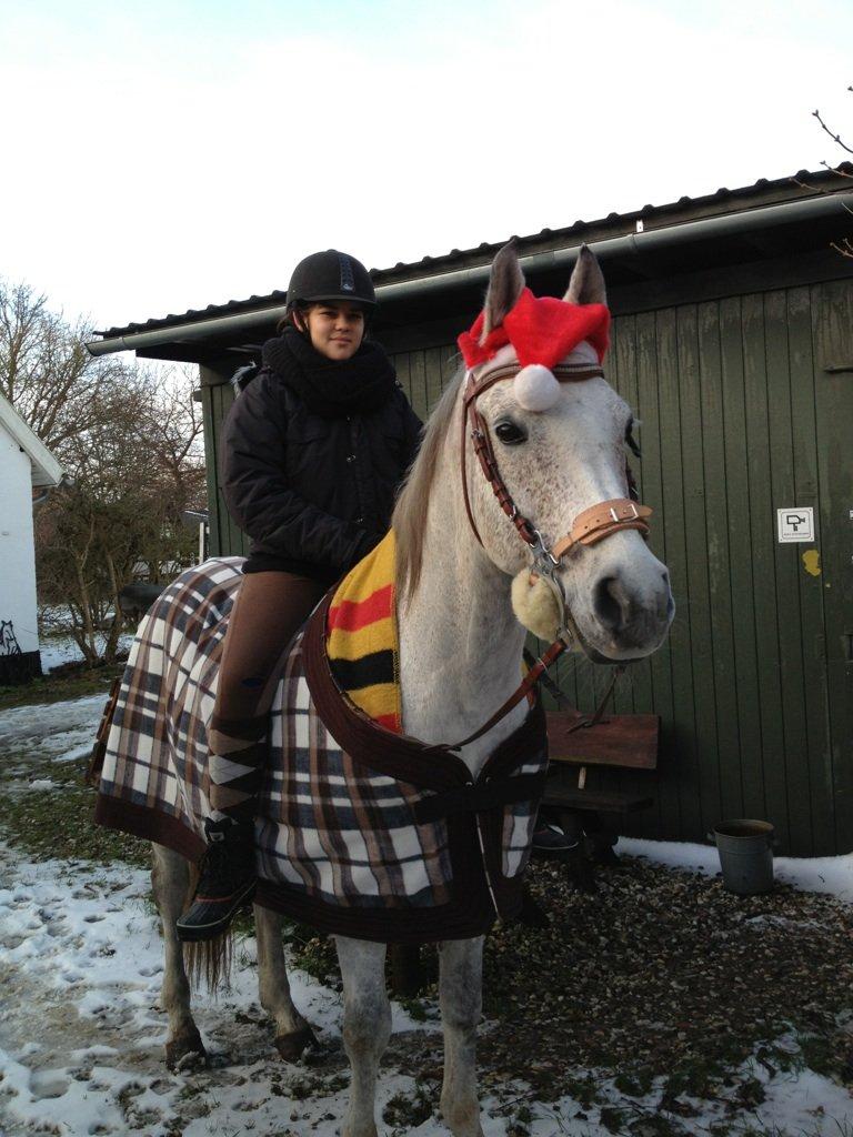 Arabisk fuldblod (OX) | Ramuz Asil OX - Juleridning 2012 billede 2