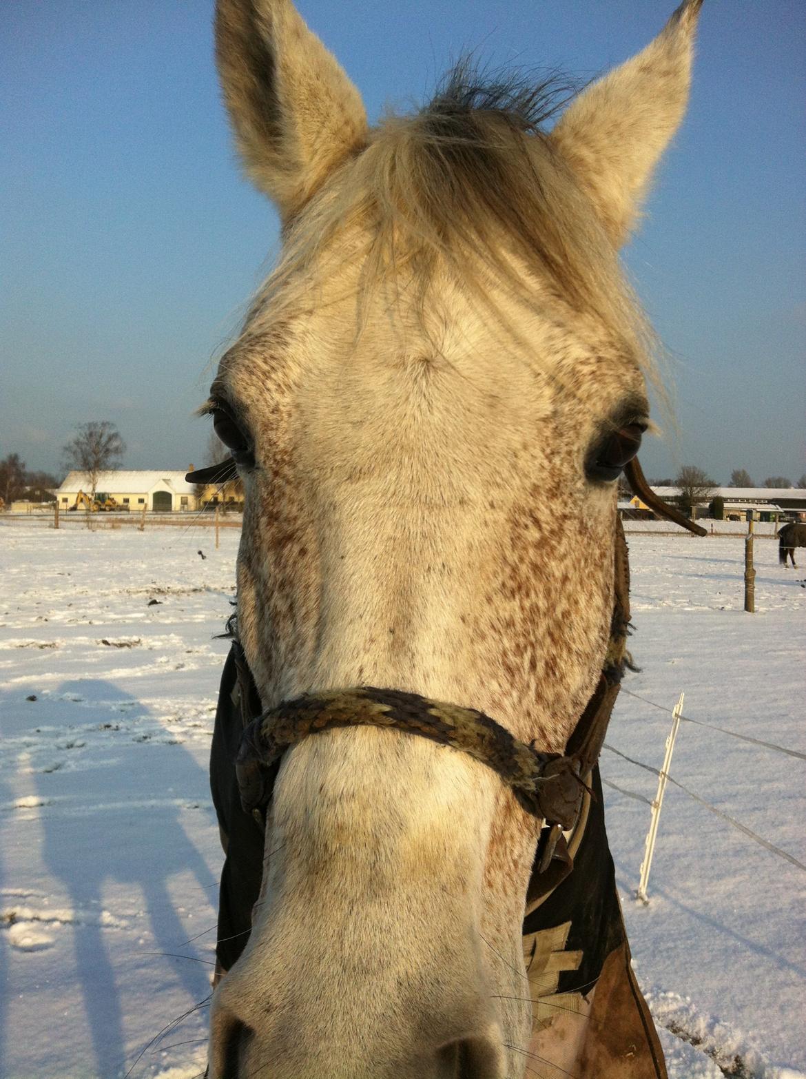 Arabisk fuldblod (OX) | Ramuz Asil OX - Januar 2013 billede 11