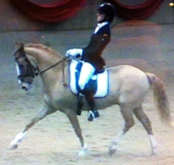 Tysk Sportspony Dominus B - A-pony - Dominus første PRT med dommere på 65,3% - 65,2% - 62,9% billede 10
