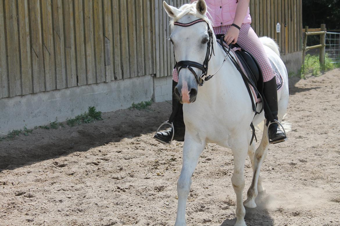 Anden særlig race Princess - Sommer tæning. (sommer 2012) billede 16