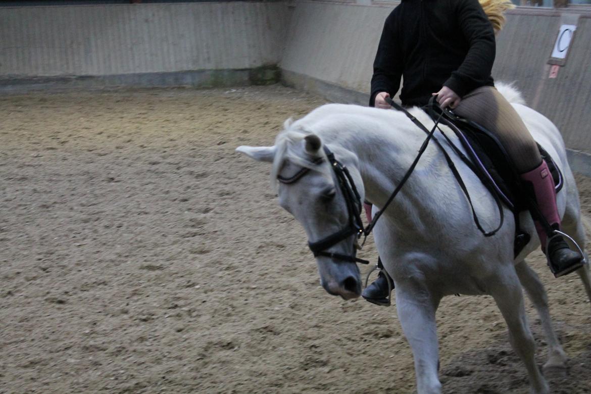 Anden særlig race Princess - Undervisning hos Dennis Holst 2.gang. (DSM) billede 18