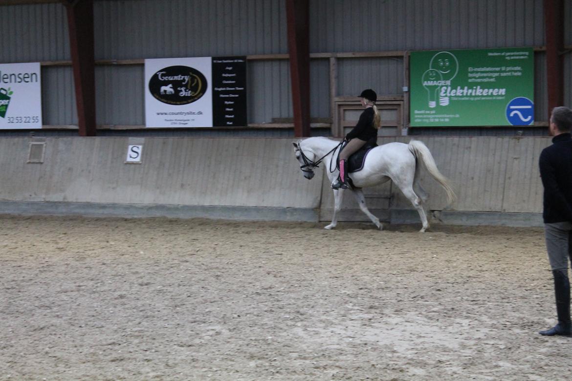 Anden særlig race Princess - Undervisning hos Dennis Holst 2.gang. (DSM) billede 19