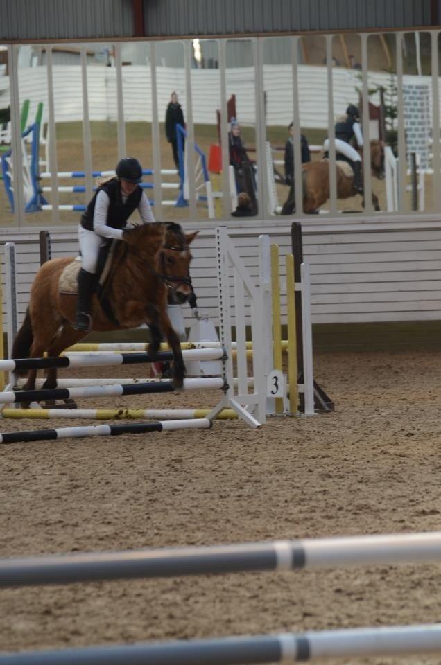 Anden særlig race Tulle p billede 3