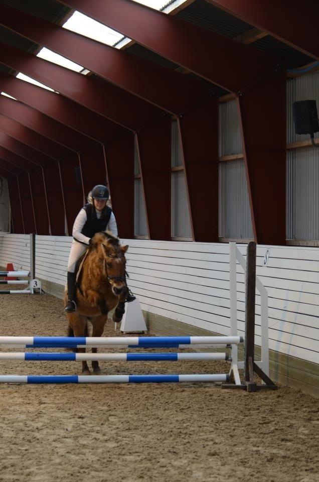 Anden særlig race Tulle p billede 4