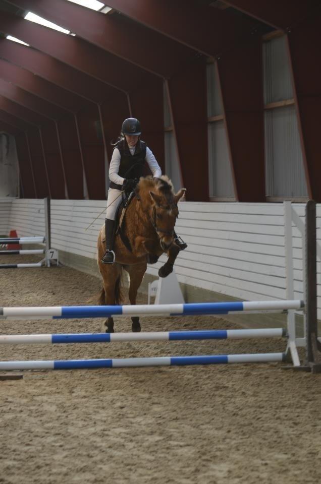 Anden særlig race Tulle p billede 6