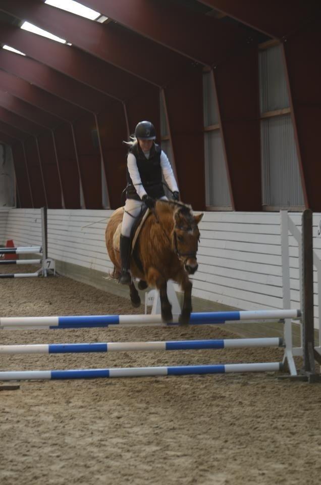 Anden særlig race Tulle p billede 7