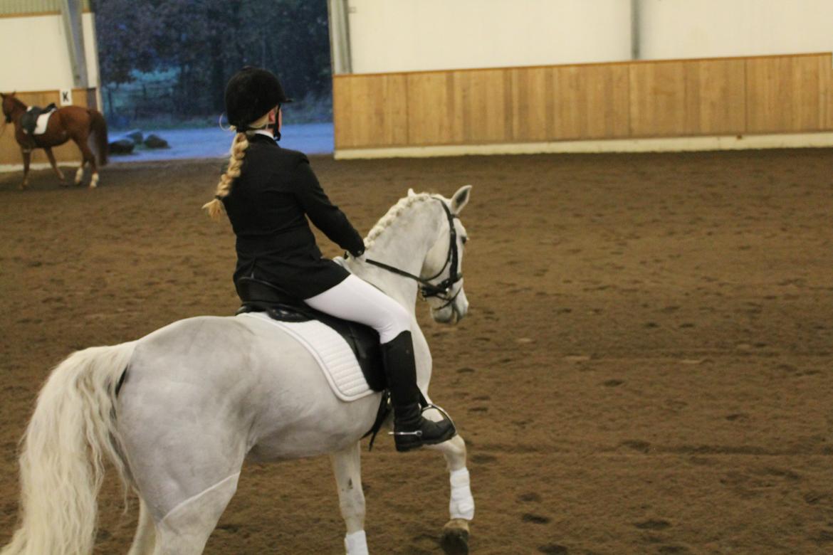 Anden særlig race Princess - Stævne i GLK - Første stævne sammen. billede 20