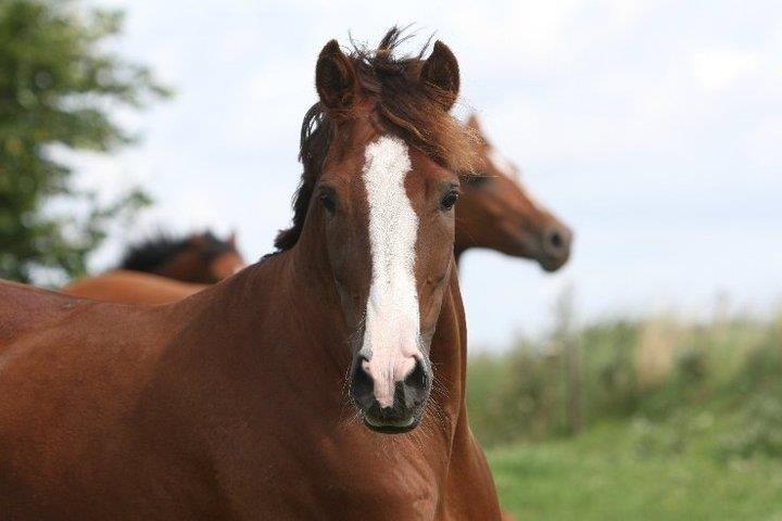 Hollandsk Sportspony Orchid's Marinja B-pony - Musse <3 billede 6