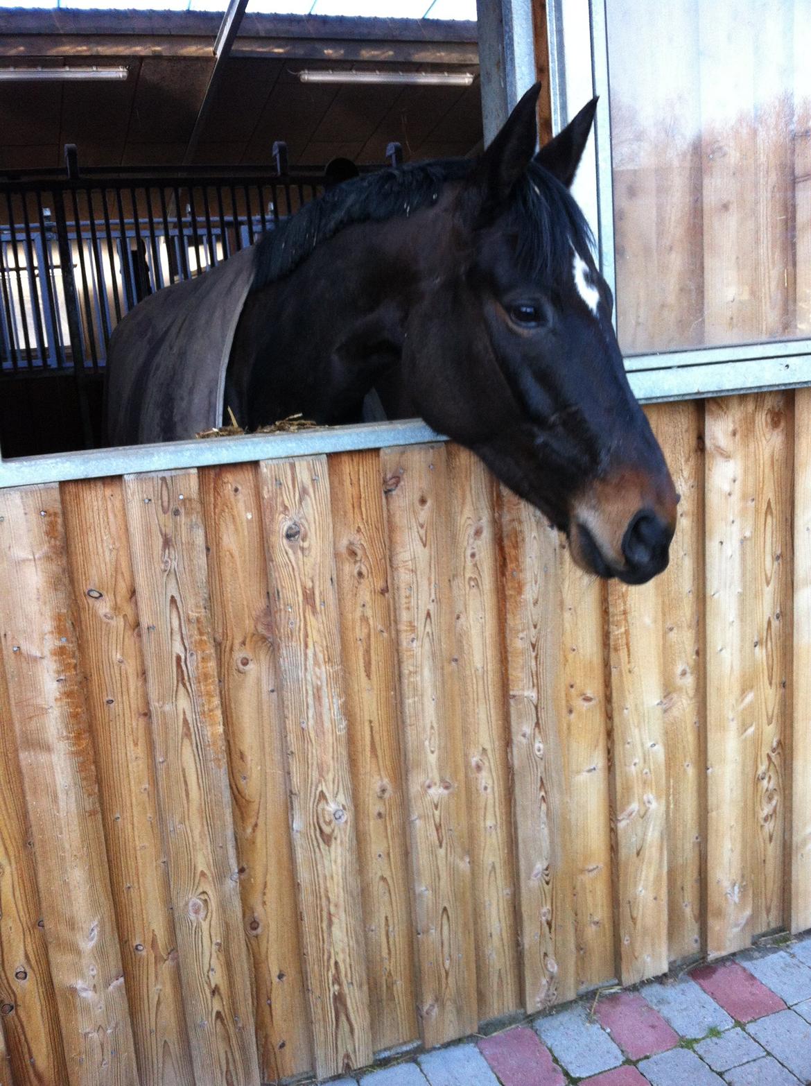 Oldenborg Elsig´s Carmen - Første forårsdag med vinduet åbent :) Aaah billede 1