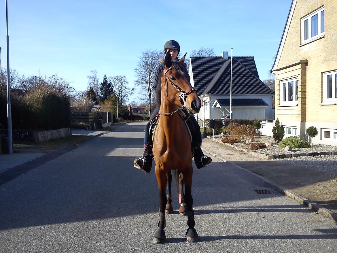 Anden særlig race Claudemirs Lacosta *Skadet* - På tur :) Vi var lige hjemme forbi, det er så hyggeligt! :D Og nej, vi plejer ikke at ride med bagklokker, men hun har et sår ;)  billede 15