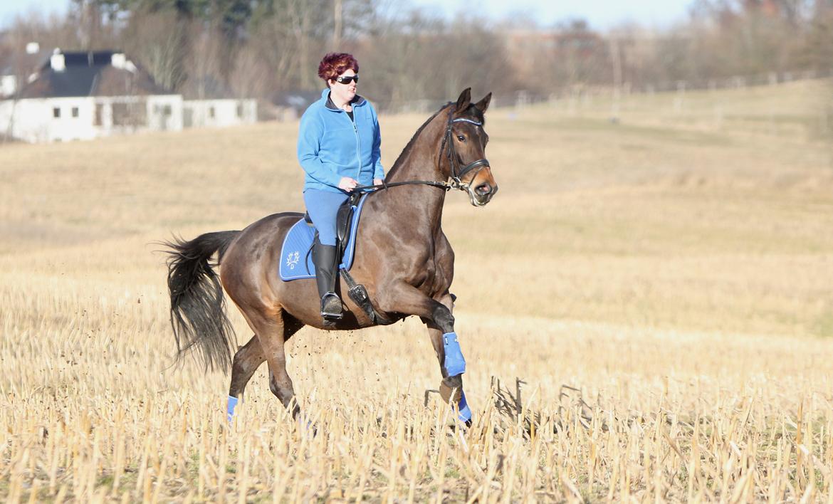 Trakehner Roxette - En tur på marken - marts 13 billede 19