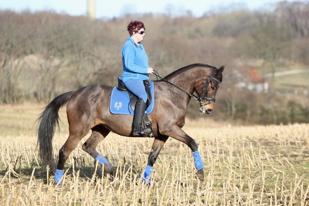 Trakehner Roxette - En tur på marken - marts 13 billede 2
