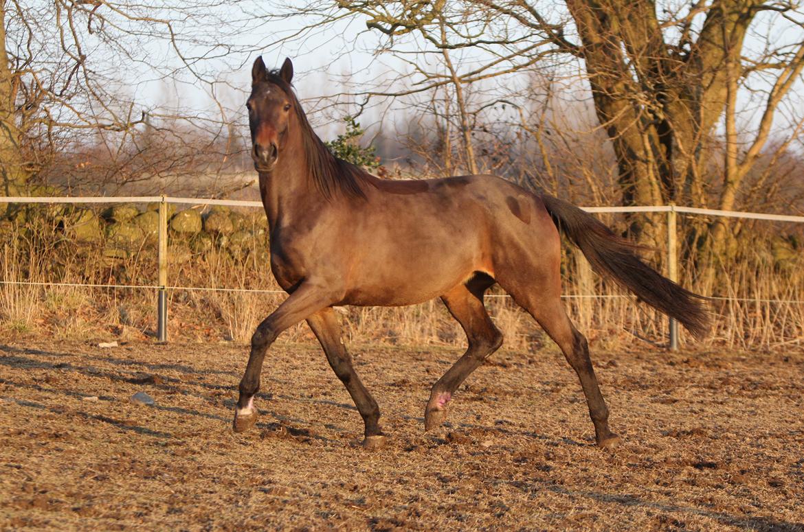 Trakehner Roxette - Dejligt forår - februar 13 billede 1