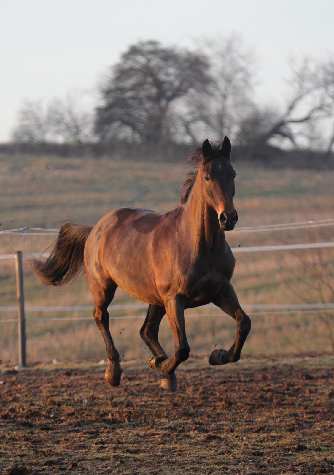 Trakehner Roxette - Galop i solnedgangen - februar 13 billede 20