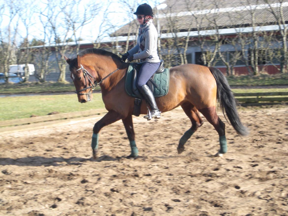 Anden særlig race Cassie billede 2