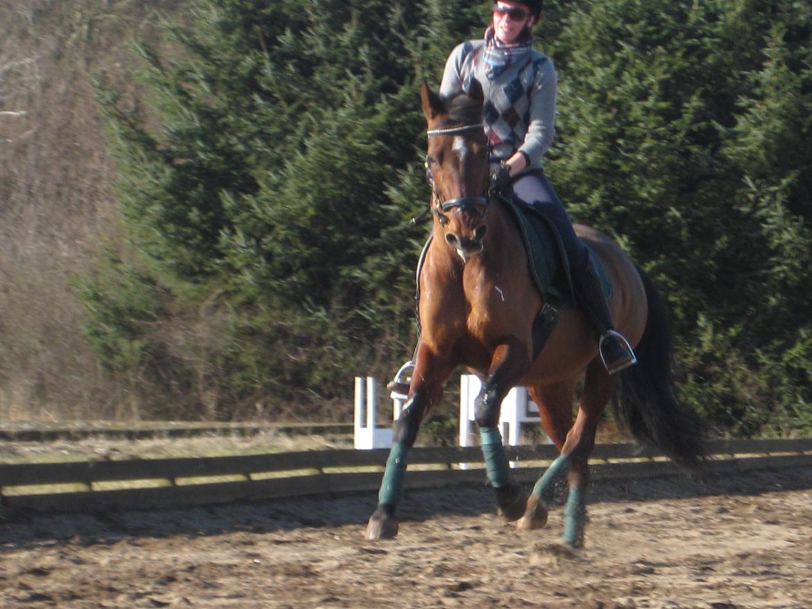 Anden særlig race Cassie billede 12