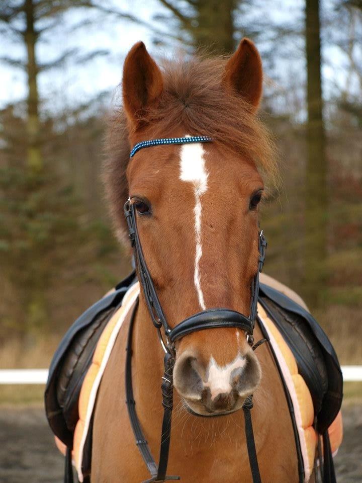 Anden særlig race Ricardo - Solgt billede 12