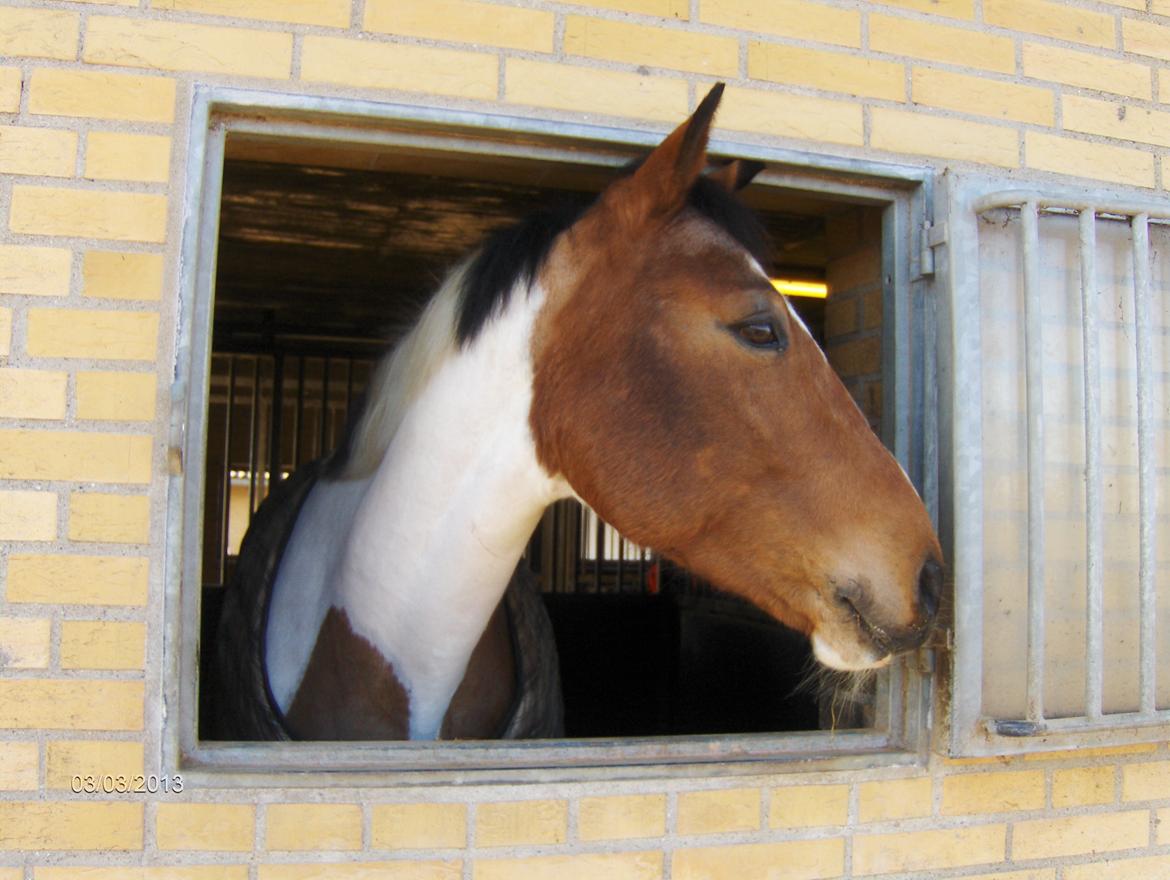 Anden særlig race Xelon - Plet nyder solen <3
Foto: Mor billede 14