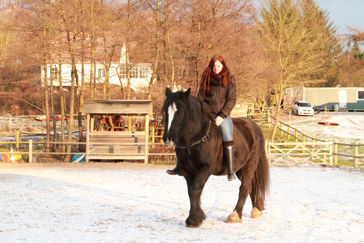 Irish Cob Sir Tonga billede 23