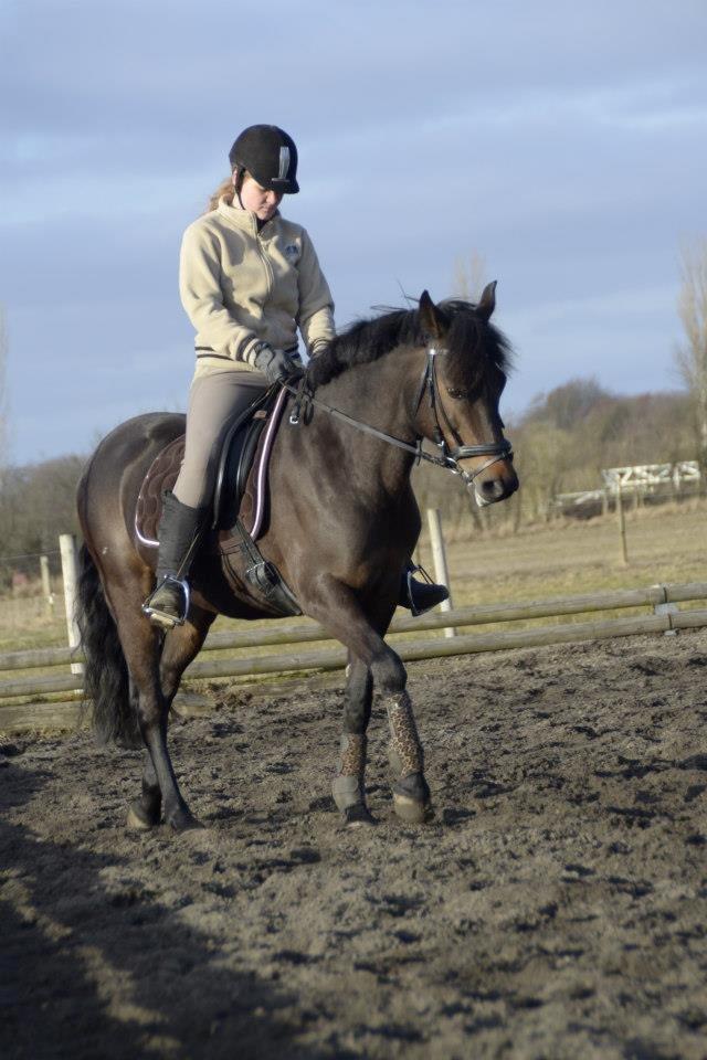 New Forest Elmholts Maritza <3  (Ritten) - Første gang på udendørs i år..   Det gik ikke så godt :b
 billede 19