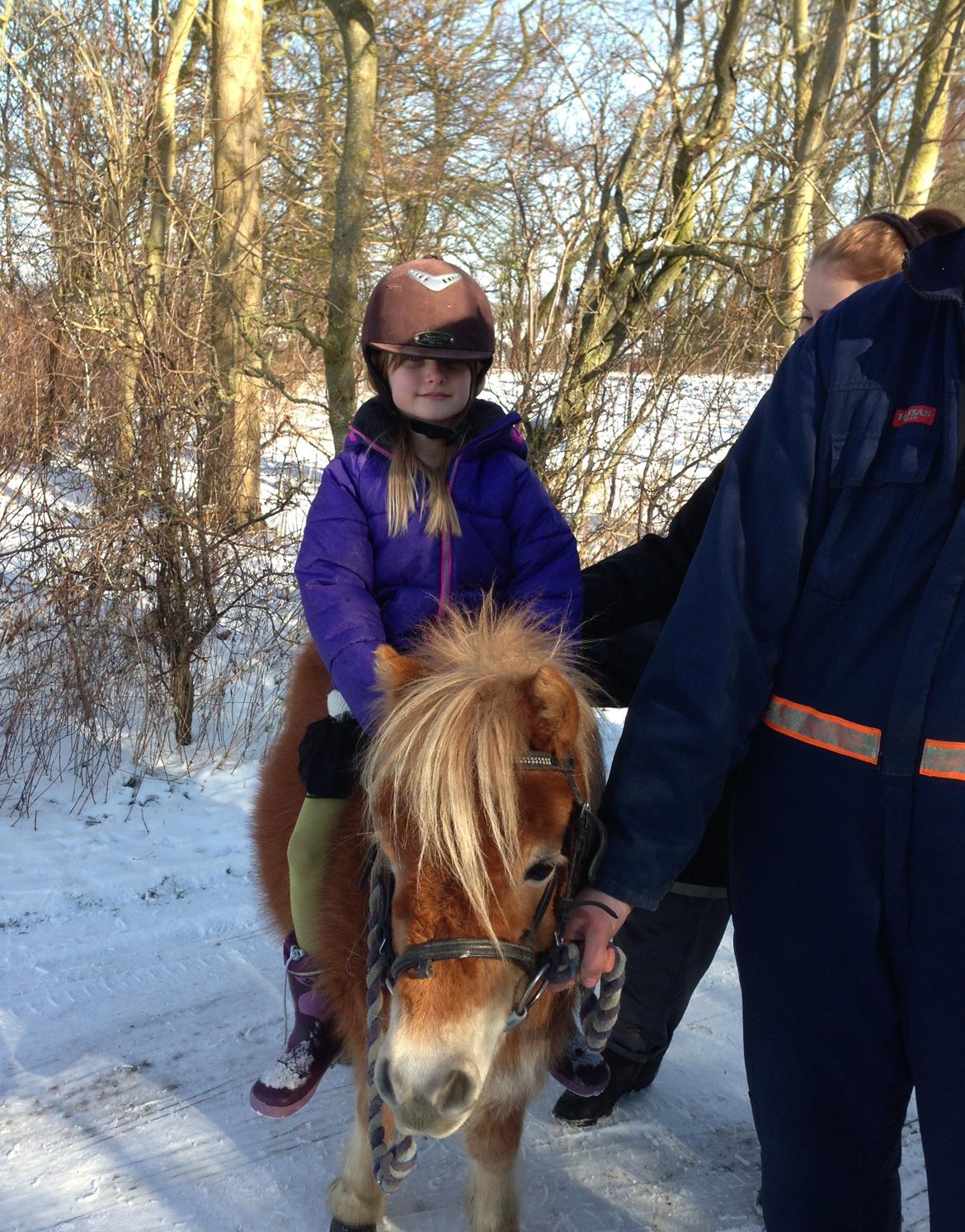 Shetlænder Fanta. - Fanta er også en sød børnepony <3 13/2-13 billede 10