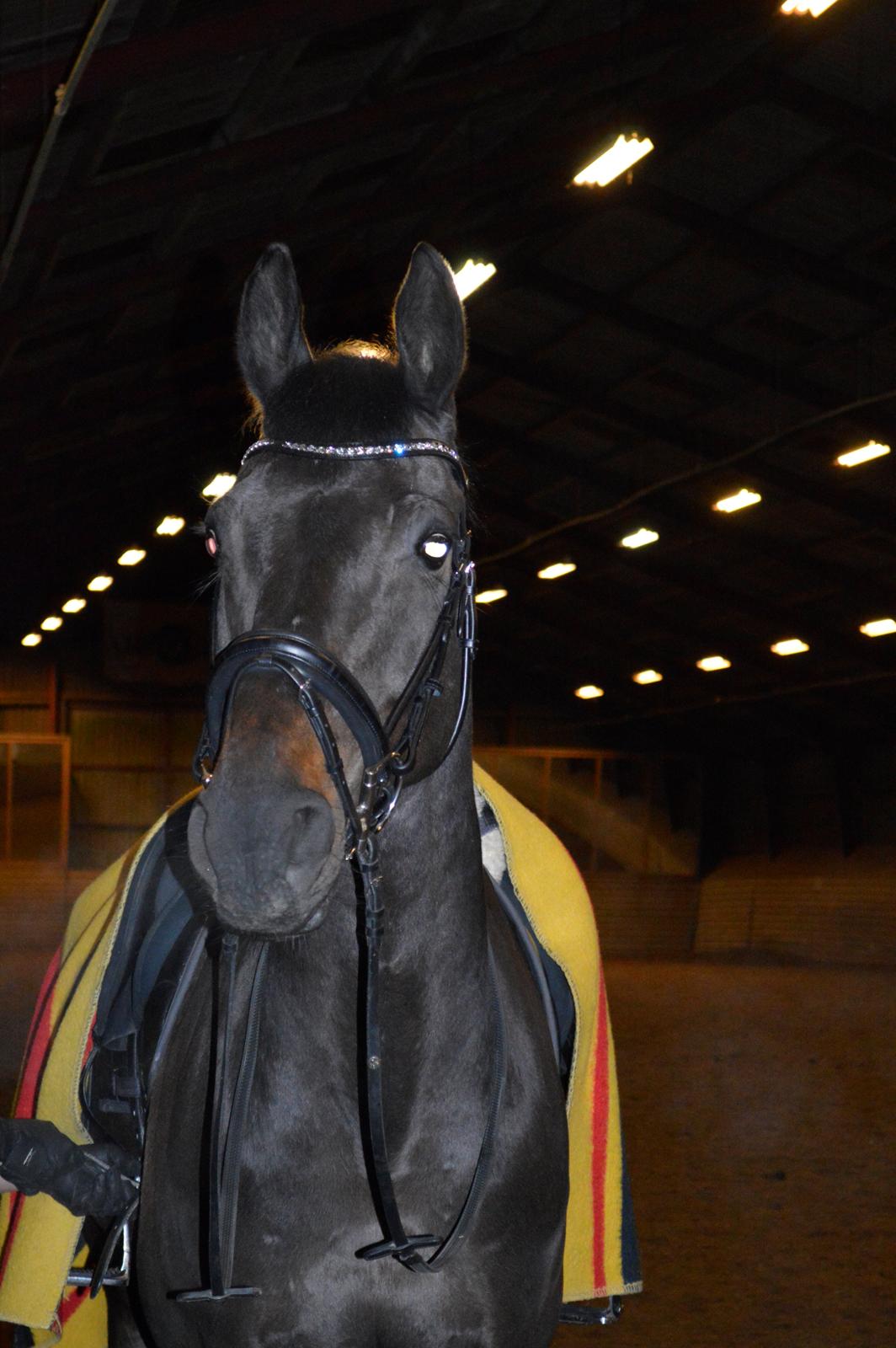 Dansk Varmblod Batic billede 1