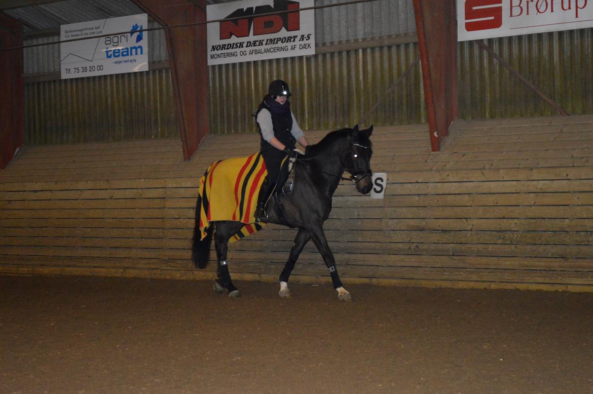 Dansk Varmblod Batic billede 2