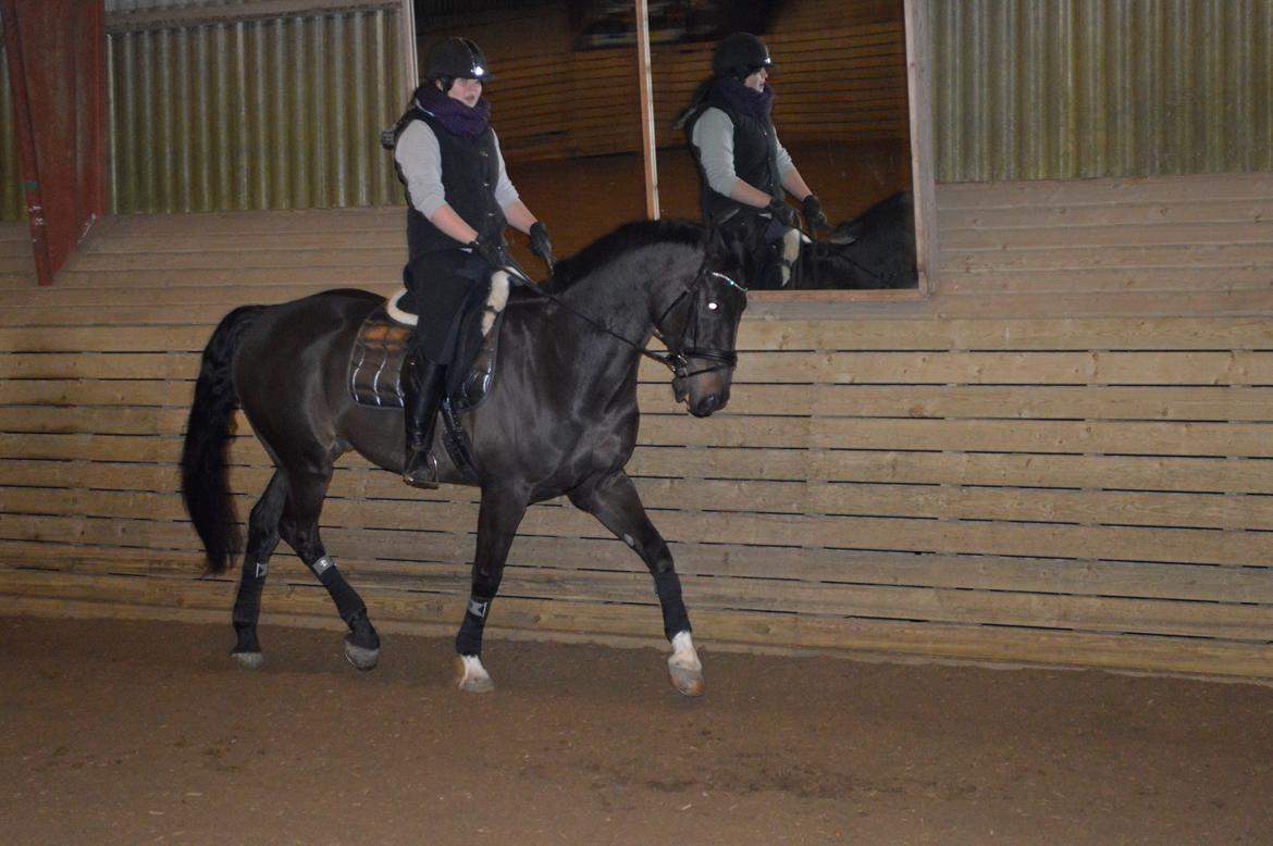 Dansk Varmblod Batic billede 3