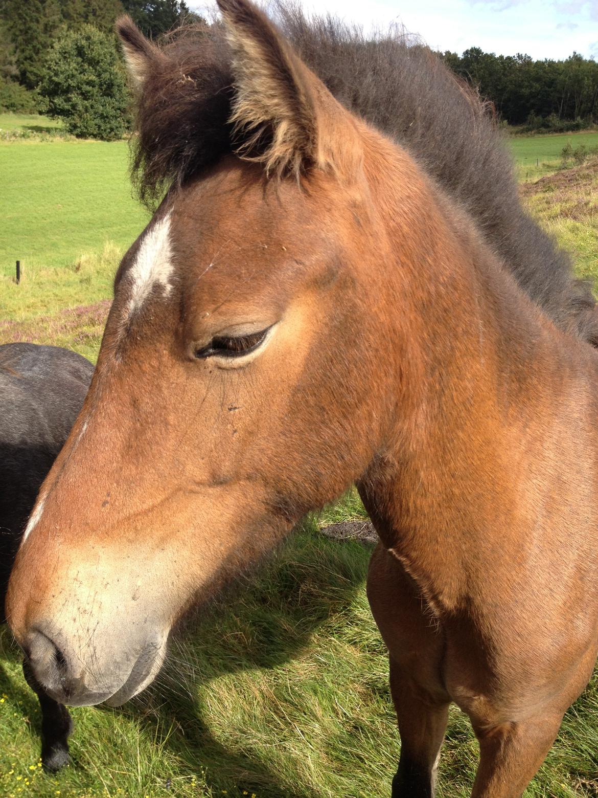 Islænder Sproti fra Skovstrupholm billede 1
