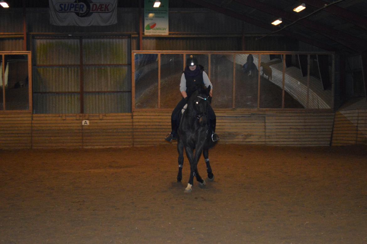 Dansk Varmblod Batic billede 4