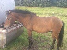 Islænder Sproti fra Skovstrupholm billede 2