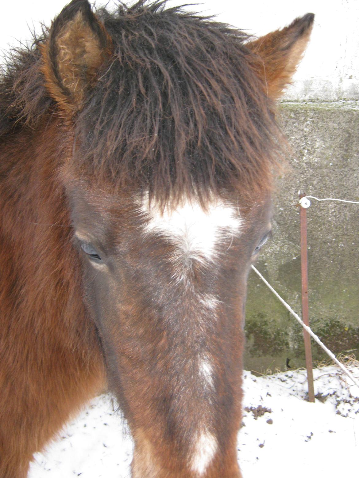 Islænder Sproti fra Skovstrupholm billede 3