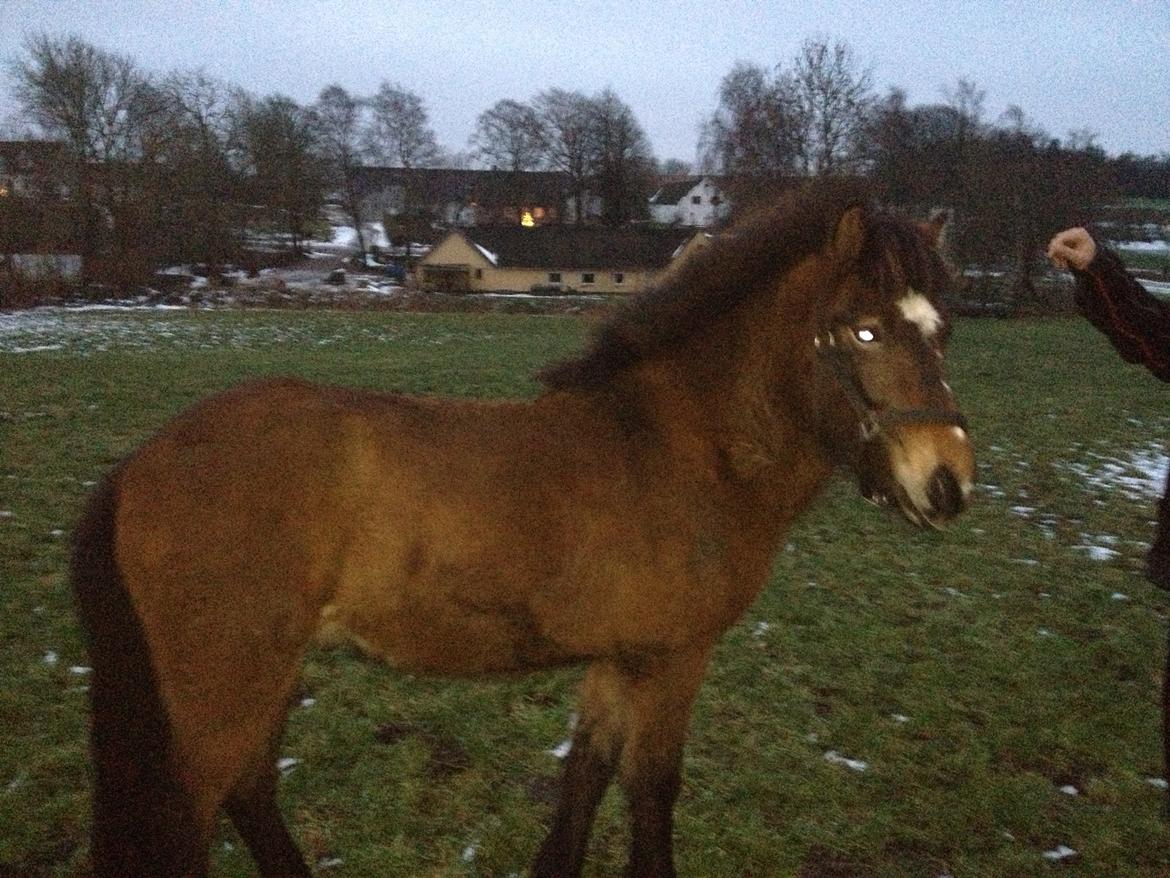 Islænder Sproti fra Skovstrupholm billede 4