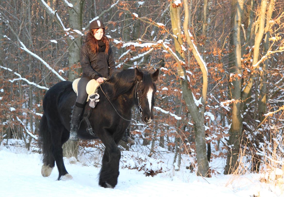 Irish Cob Sir Tonga billede 12