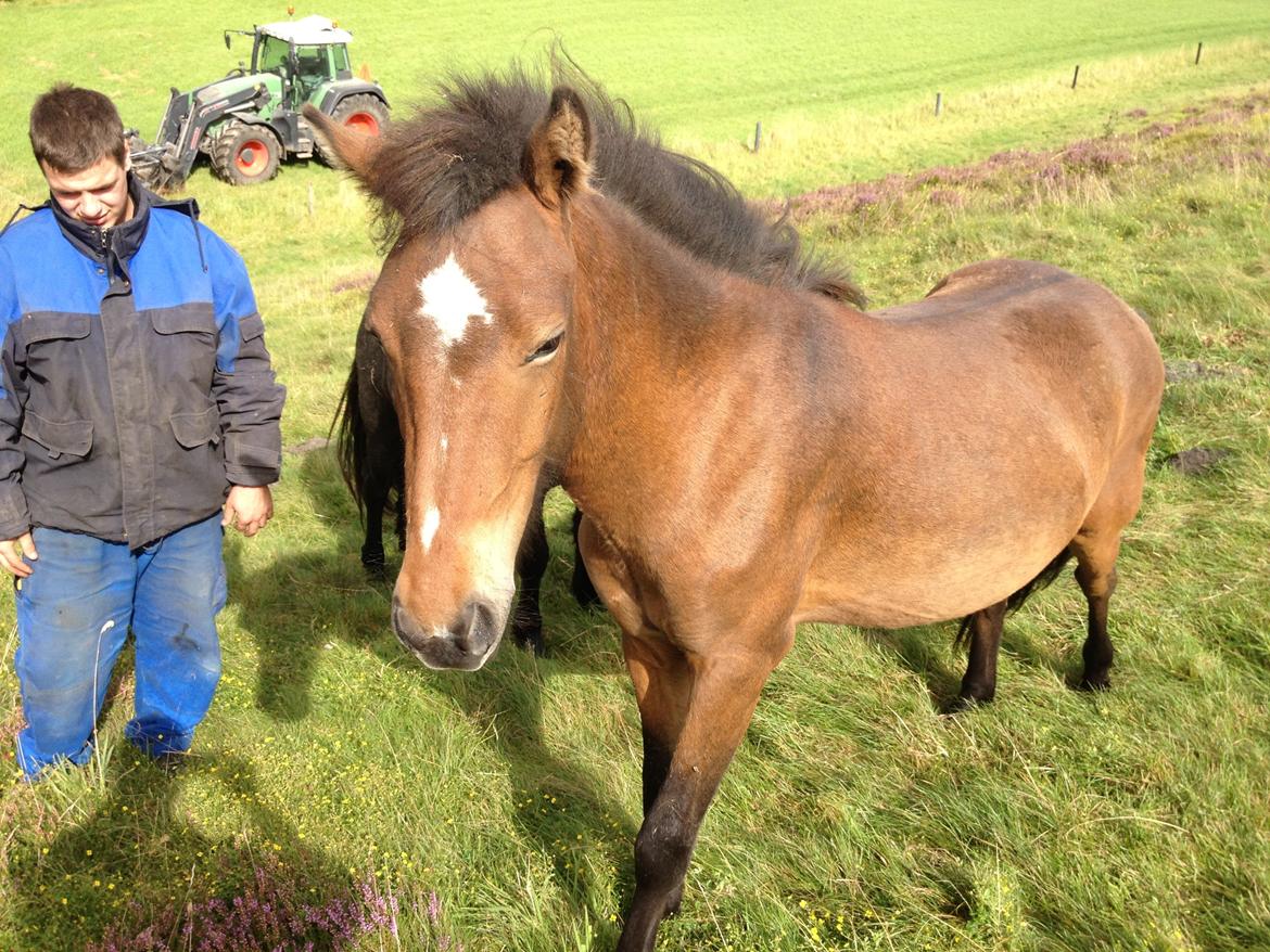 Islænder Sproti fra Skovstrupholm billede 5