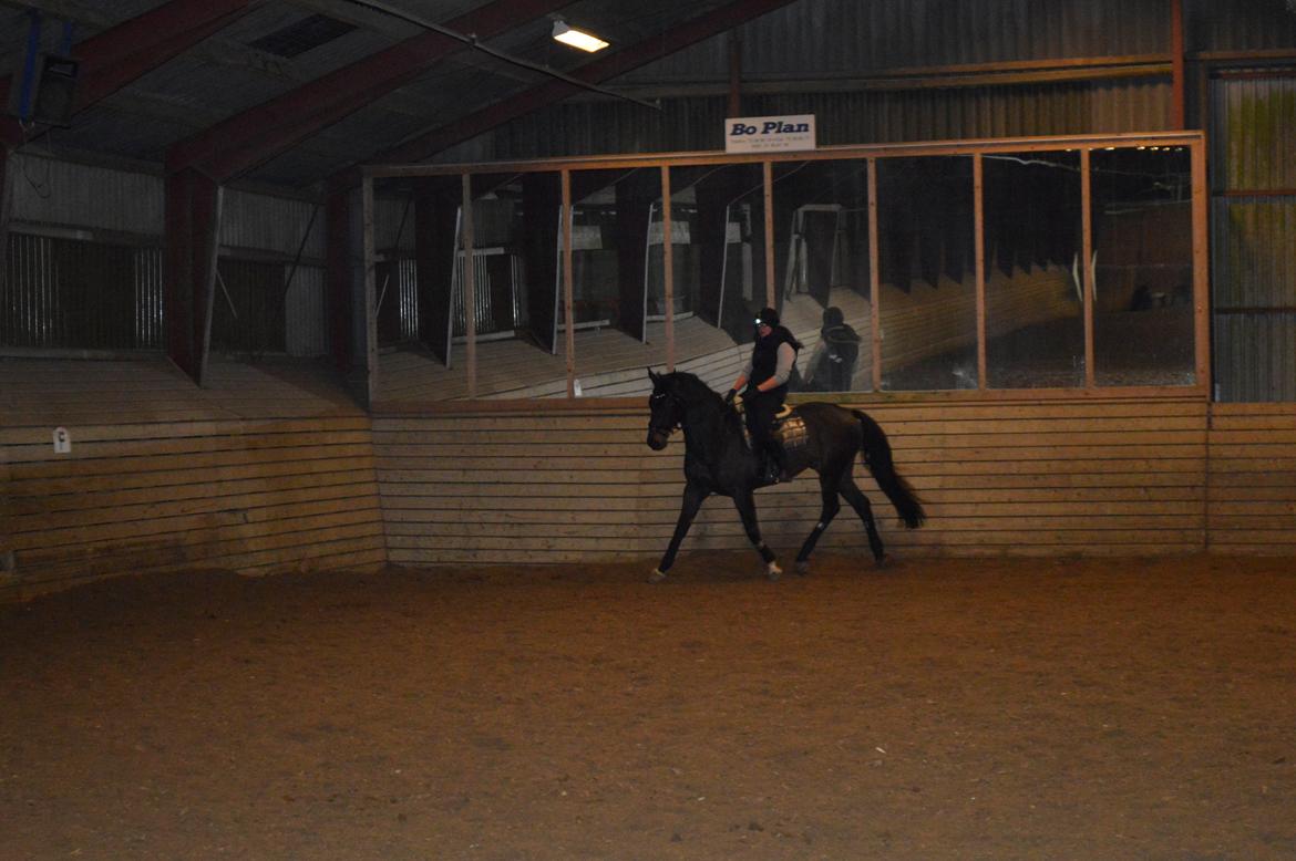 Dansk Varmblod Batic billede 5