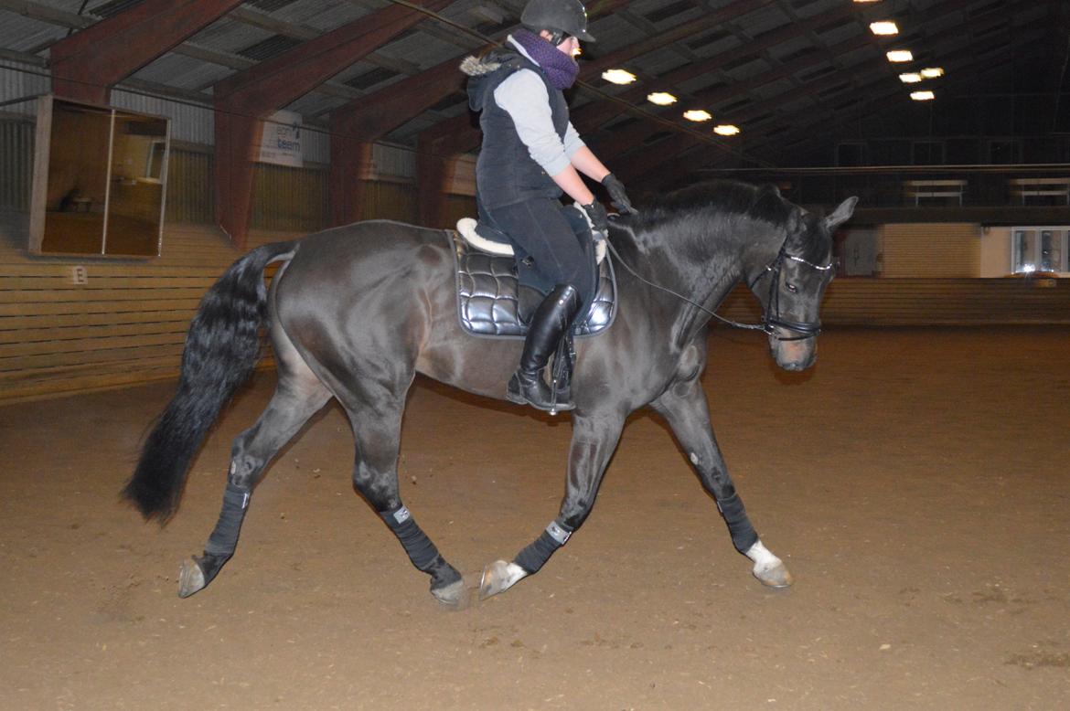 Dansk Varmblod Batic billede 6