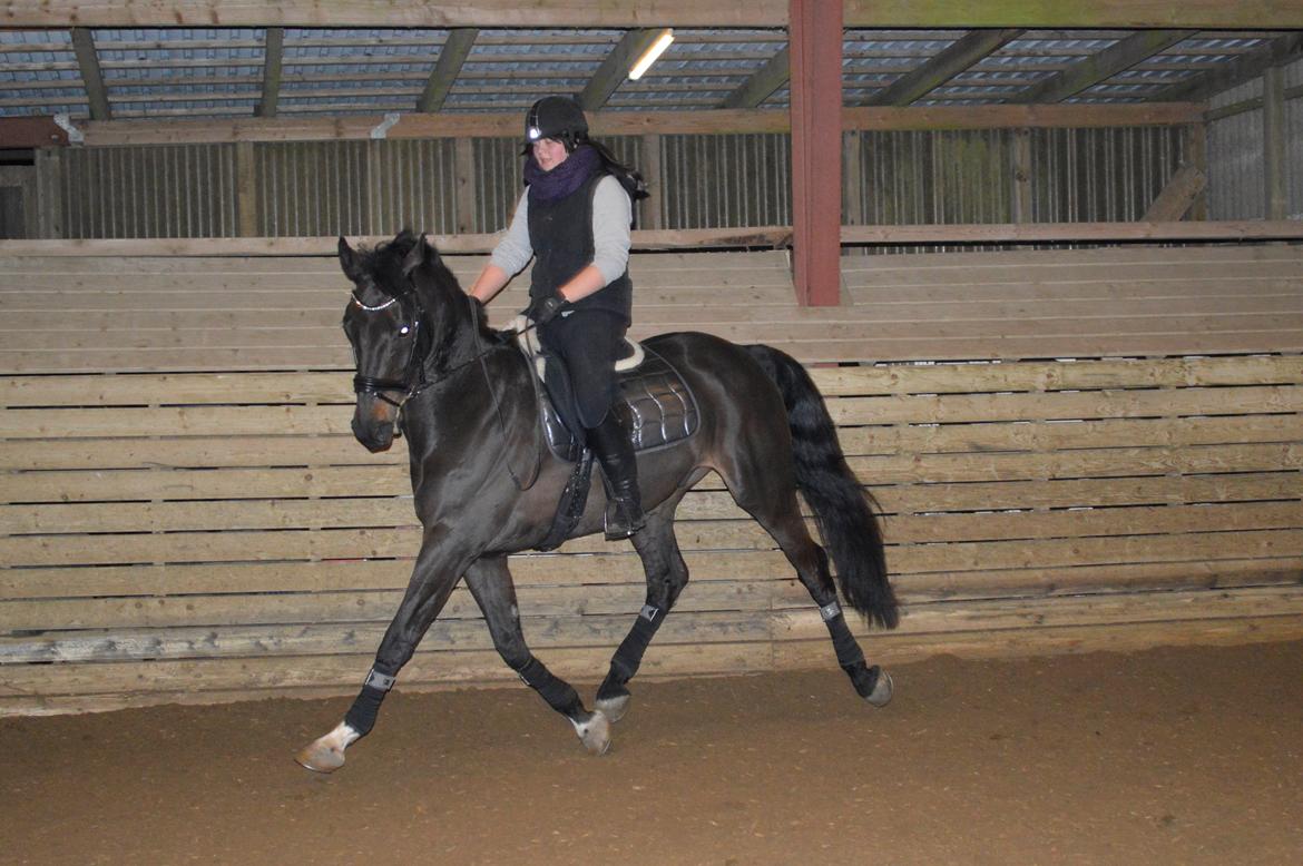 Dansk Varmblod Batic billede 7