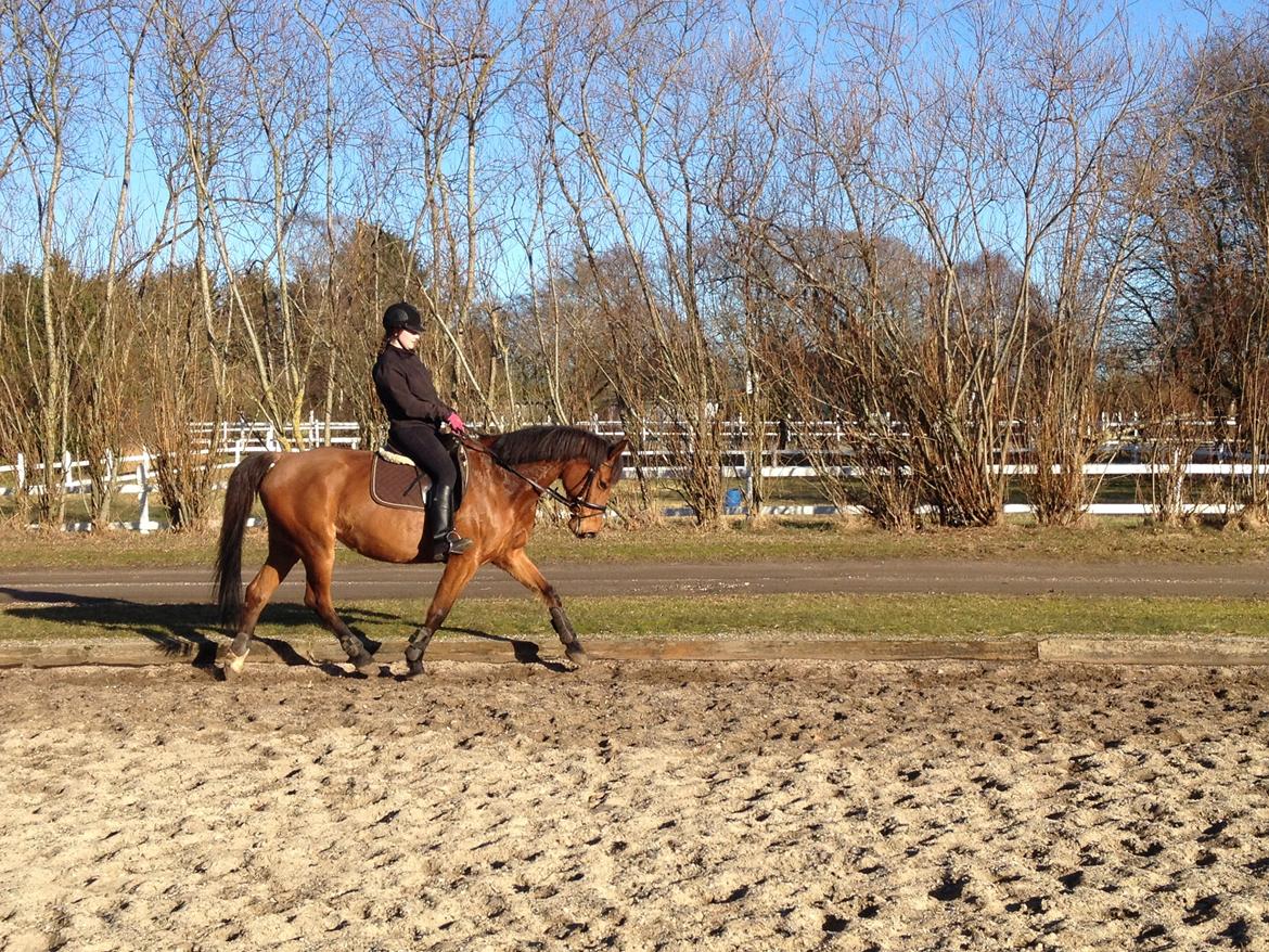 Dansk Varmblod Lucky Capana - træning 1/3 - 2013 billede 2