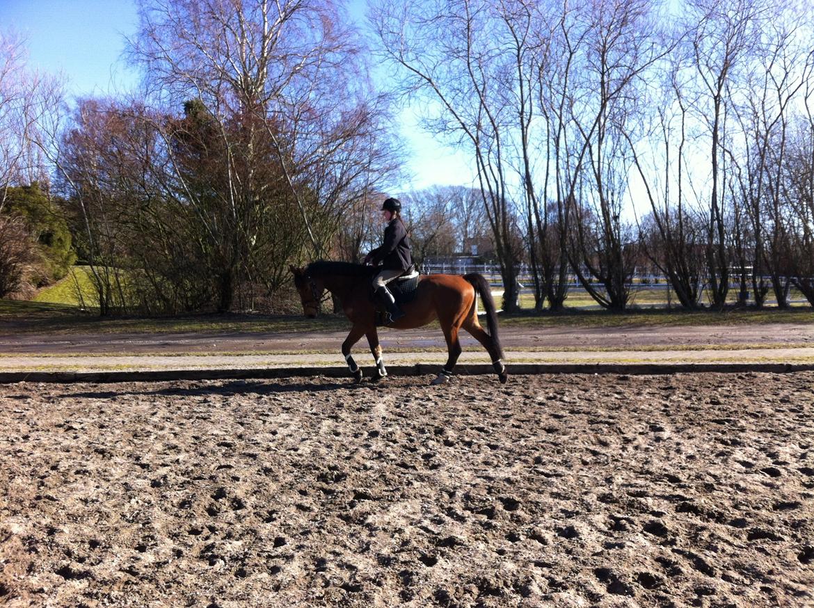 Dansk Varmblod Lucky Capana - træning 3/3 - 2013 billede 10