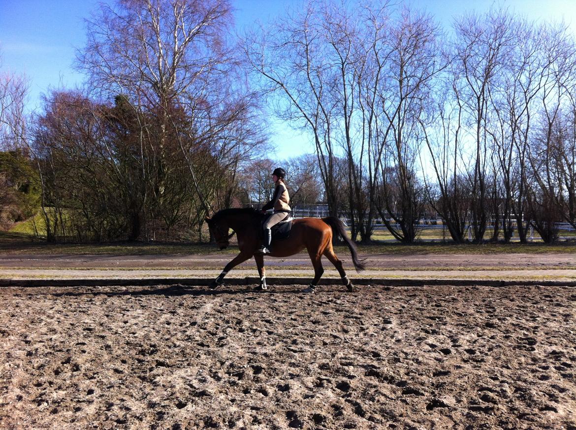 Dansk Varmblod Lucky Capana - træning 3/3 - 2013 billede 11