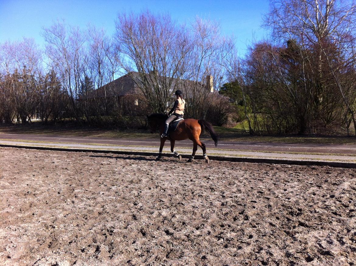 Dansk Varmblod Lucky Capana - træning 3/3 - 2013 billede 12